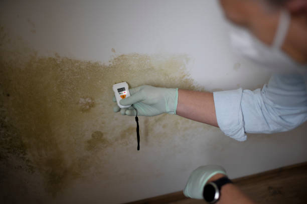 Professional Mold Removal in Valley City, ND